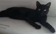 Pantera 