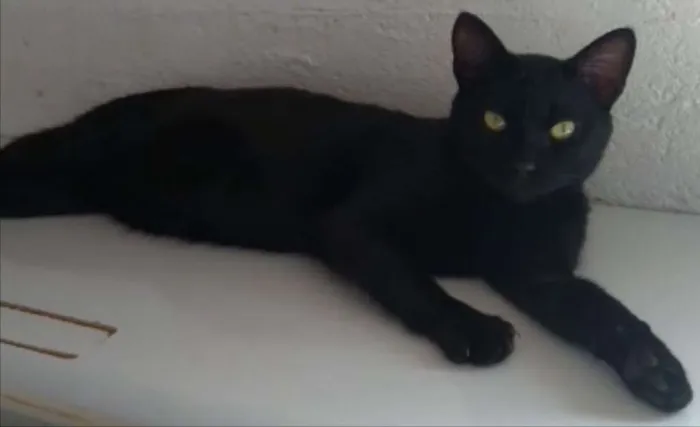 Gato ra a SRD idade 2 a 6 meses nome Pantera 