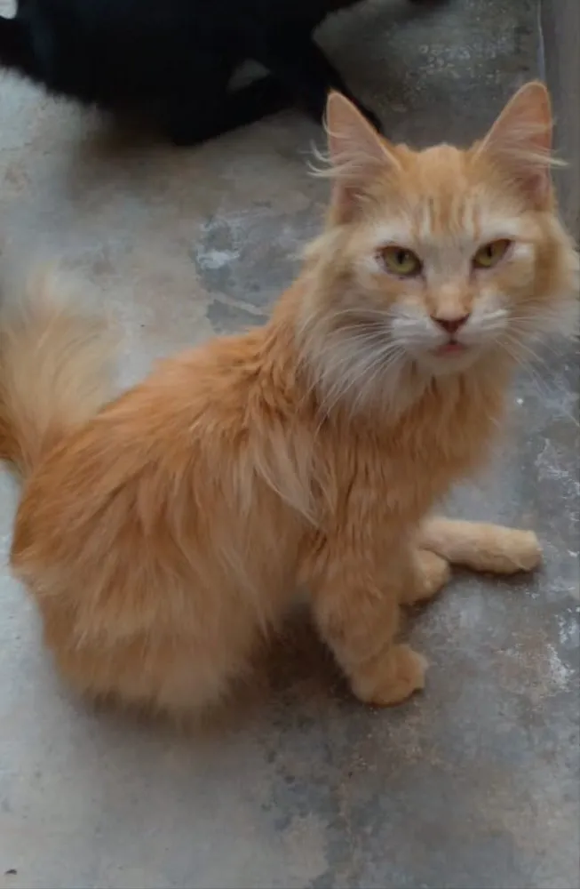 Gato ra a Mestiço  idade 7 a 11 meses nome Garfield 