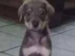 Cachorro raça Mistura de raças indefinida  idade 2 a 6 meses nome Sem nome 