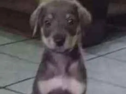 Cachorro ra a Mistura de raças indefinida  idade 2 a 6 meses nome Sem nome 