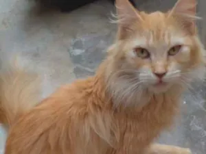 Gato raça Mestiço  idade 7 a 11 meses nome Garfield 