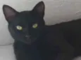 Pantera 