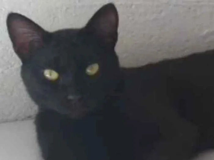 Gato ra a SRD idade 2 a 6 meses nome Pantera 