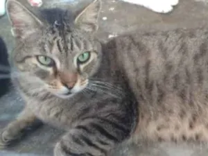 Gato raça SRD idade 7 a 11 meses nome Charlie 