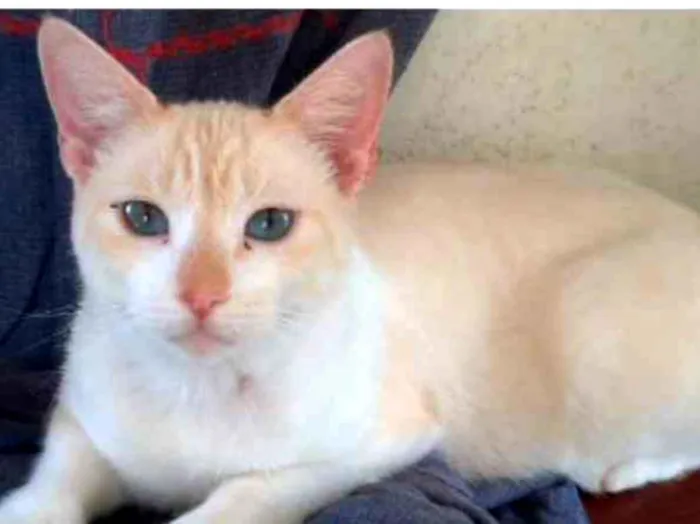 Gato ra a SRD idade 2 a 6 meses nome Fred 