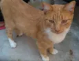 Tom 