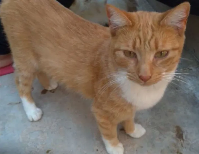 Gato ra a SRD idade 7 a 11 meses nome Tom 
