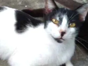 Gato raça SRD idade 7 a 11 meses nome Mike 