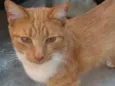 Tom 