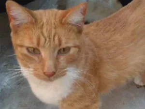 Gato raça SRD idade 7 a 11 meses nome Tom 