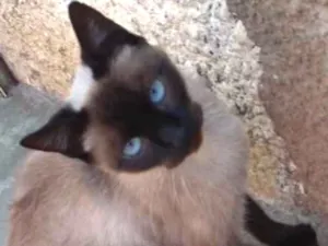 Gato raça SRD idade 2 a 6 meses nome Zeus 
