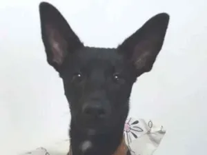 Cachorro raça Indefinida idade 7 a 11 meses nome Max