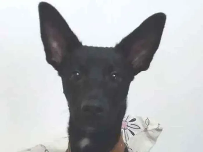 Cachorro ra a Indefinida idade 7 a 11 meses nome Max