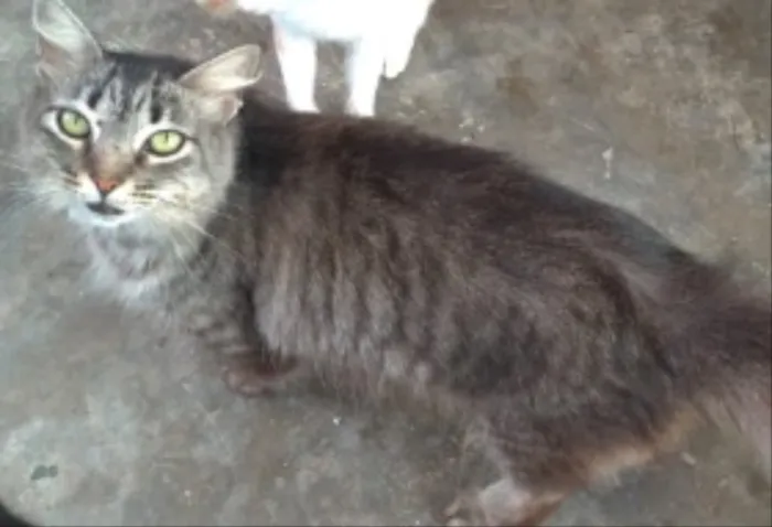 Gato ra a SRD idade 7 a 11 meses nome Mia 