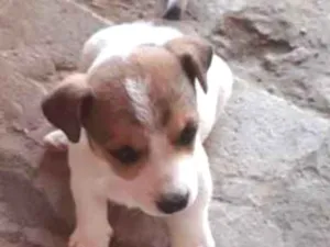 Cachorro raça Indefinida  idade  nome Charlotte 