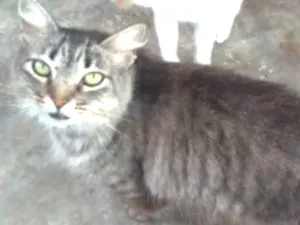 Gato raça SRD idade 7 a 11 meses nome Mia 