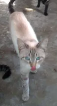 Susi 