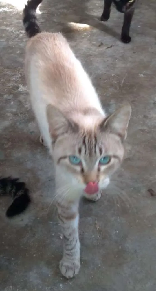 Gato ra a SRD idade 7 a 11 meses nome Susi 