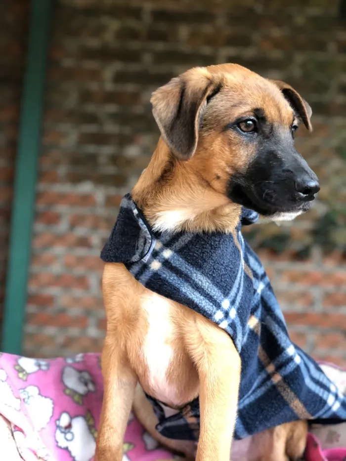 Cachorro ra a Srd idade  nome Charlie