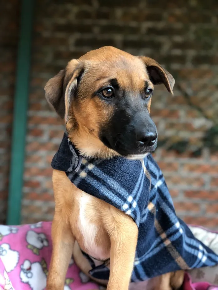 Cachorro ra a Srd idade  nome Charlie