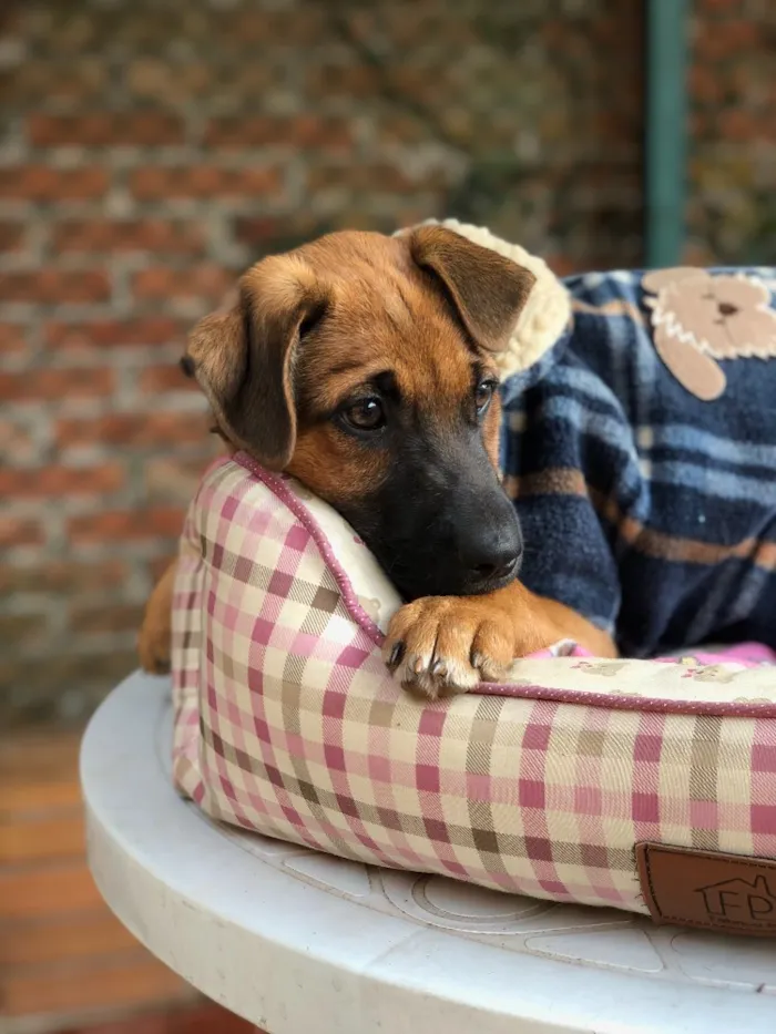 Cachorro ra a Srd idade  nome Charlie