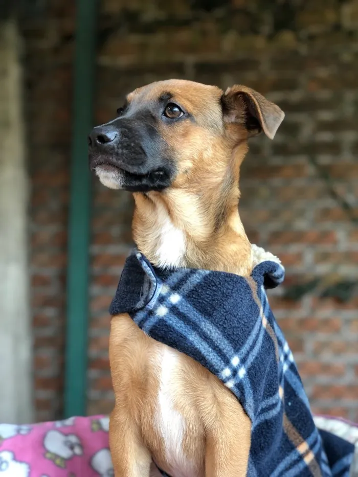 Cachorro ra a Srd idade  nome Charlie