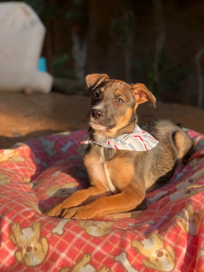Cachorro ra a Srd idade  nome Caio