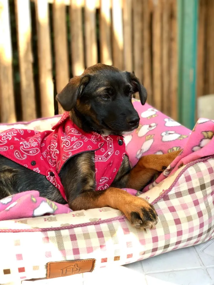 Cachorro ra a Srd idade  nome Clarissa