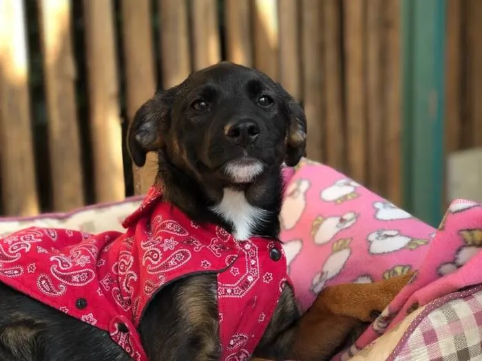 Cachorro ra a Srd idade  nome Clarissa