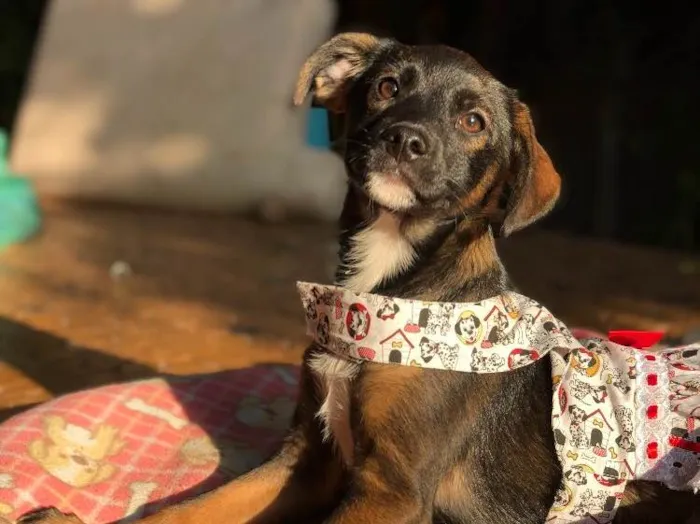 Cachorro ra a Srd idade  nome Clarissa