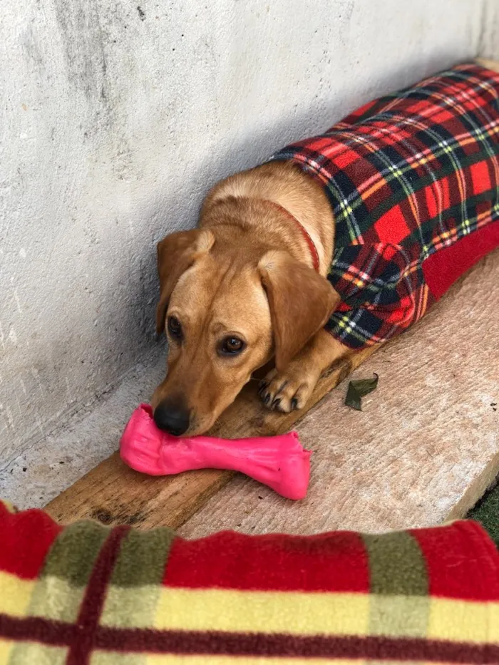 Cachorro ra a Srd idade  nome Duda