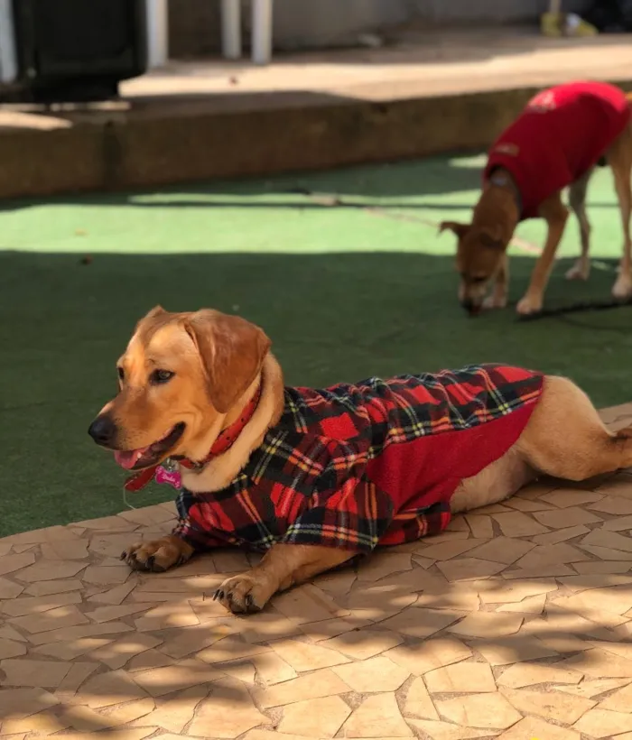 Cachorro ra a Srd idade  nome Duda