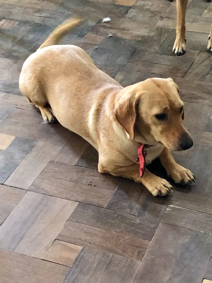 Cachorro ra a Srd idade  nome Duda