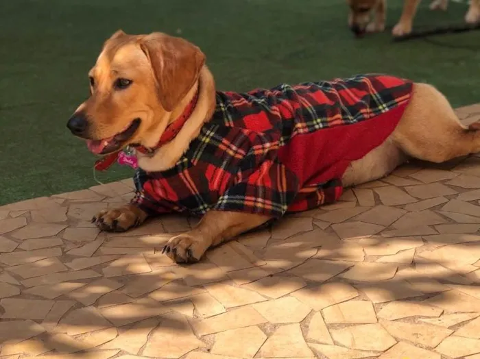 Cachorro ra a Srd idade  nome Duda