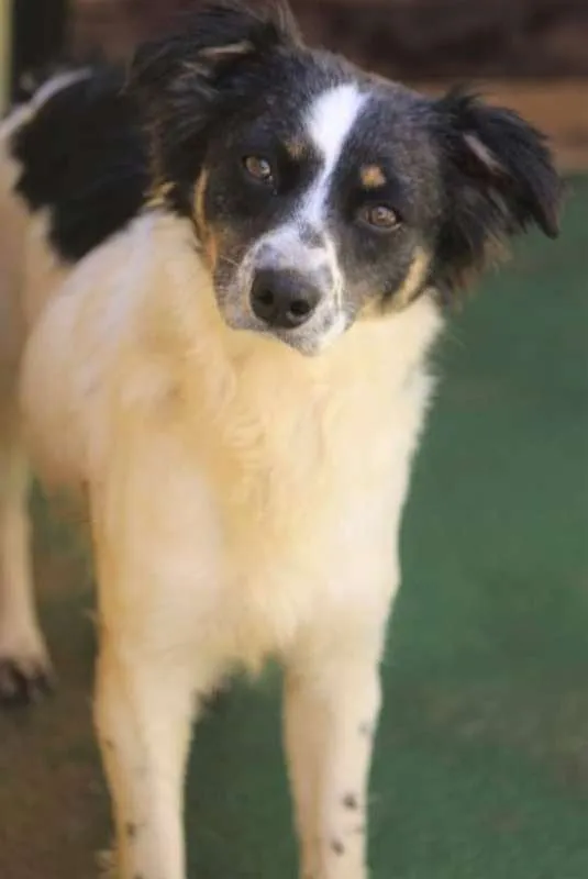 Cachorro ra a  idade 1 ano nome Cindy Pequena