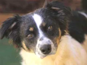 Cachorro raça  idade 1 ano nome Cindy Pequena