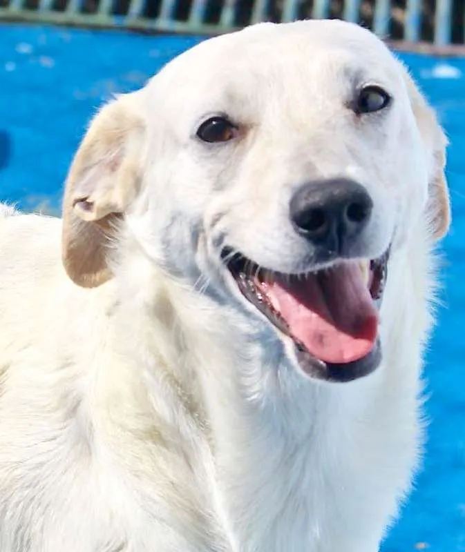 Cachorro ra a  idade 1 ano nome Branco