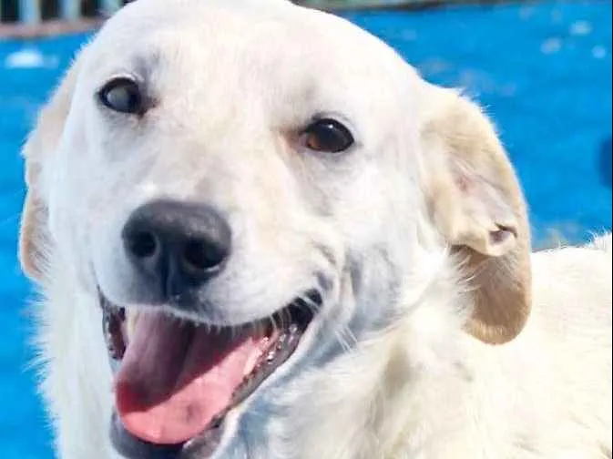 Cachorro ra a  idade 1 ano nome Branco