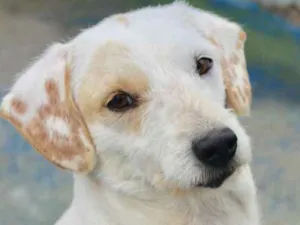 Cachorro raça  idade 1 ano nome Boomer