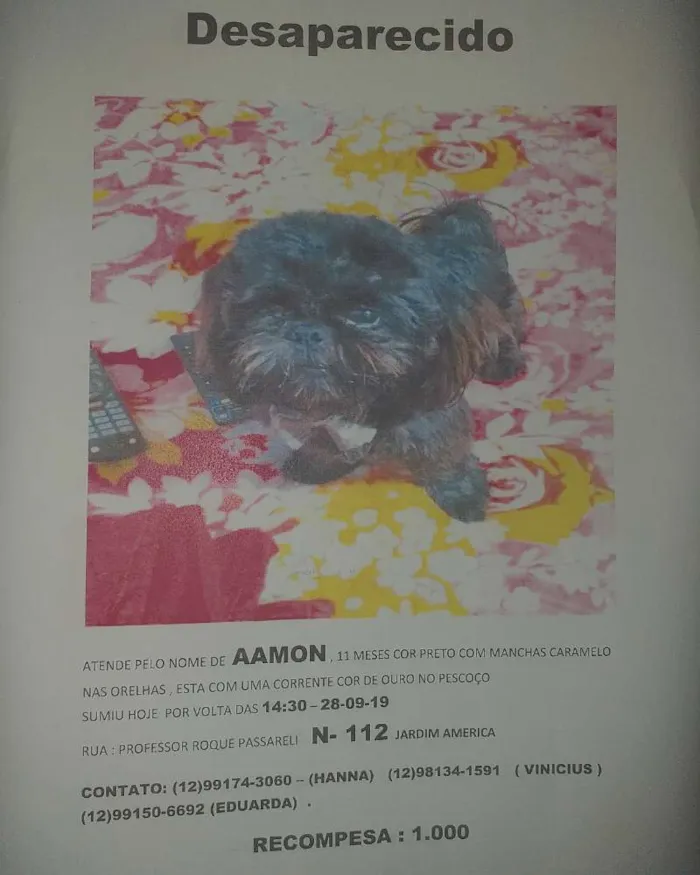 Cachorro ra a Shihtzu  idade 7 a 11 meses nome Aamon