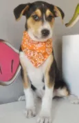 ELVIS
