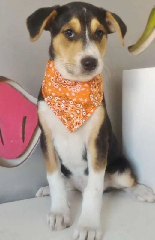 Cachorro ra a SRD idade 2 a 6 meses nome ELVIS