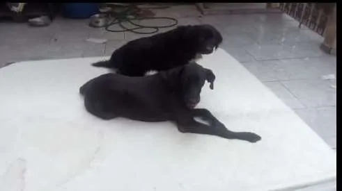 Cachorro ra a  idade 6 ou mais anos nome Nala e Torum