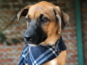 Cachorro raça Srd idade  nome Charlie