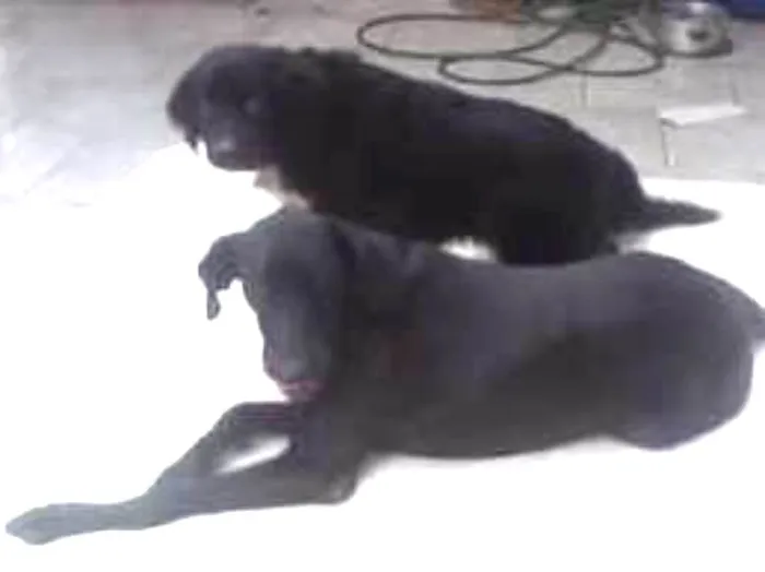 Cachorro ra a  idade 6 ou mais anos nome Nala e Torum