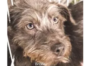 Cachorro raça Srd idade 1 ano nome Breno