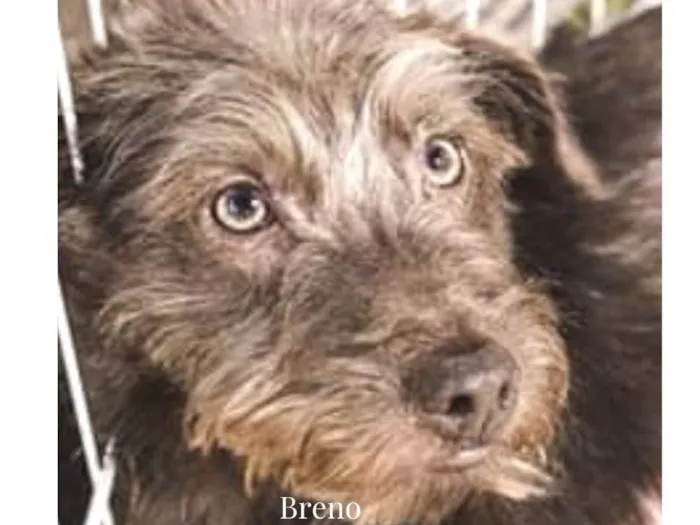 Cachorro ra a Srd idade 1 ano nome Breno