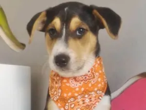 Cachorro raça SRD idade 2 a 6 meses nome ELVIS