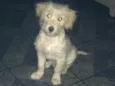 Júnior 